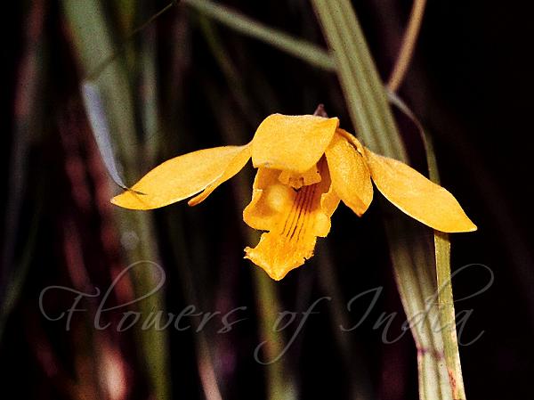 Malabar Daffodil Orchid